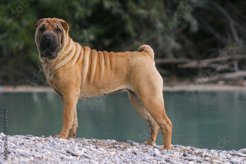 Fotografie Shar Pei Dog