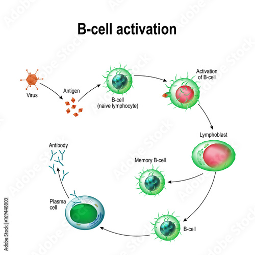 Activation of B-cell leukocytes
