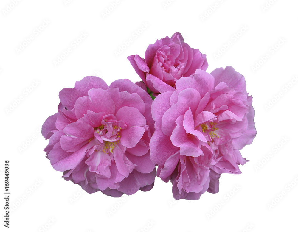 wild roses, hip, or flower bud wild roses, hip, or flower bud