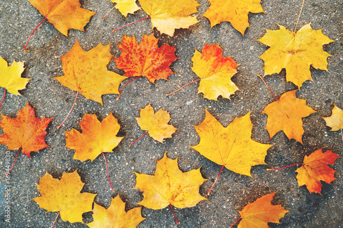 Bright yellow and orange maple leaves lying on the asphalt pavement. Autumn natural background. Flat lay  top view