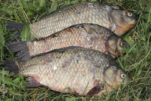 Fototapeta Naklejka Na Ścianę i Meble -  Fresh river fish carp on green grass