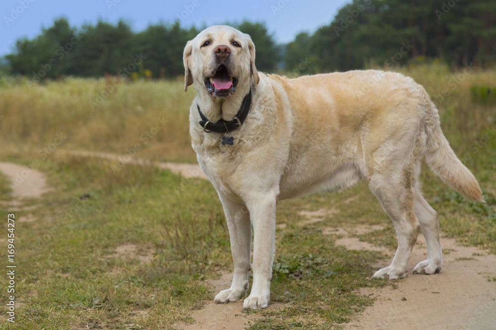 funny white Labrador is on the road on the autumn meadow funny white Labrador is on the road on the autumn meadow