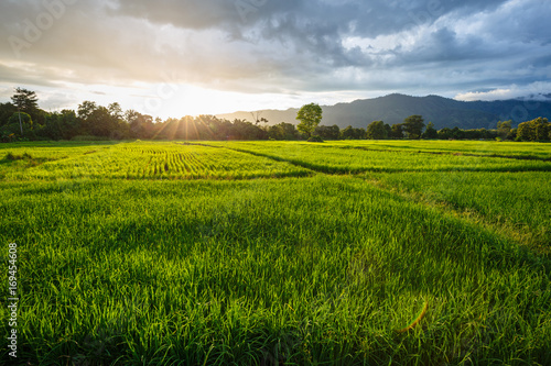 Rice Field in Rainy Season