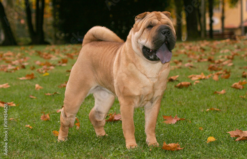 Shar Pei Dog