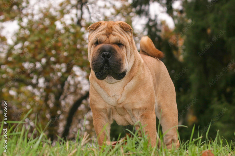 Shar Pei Dog