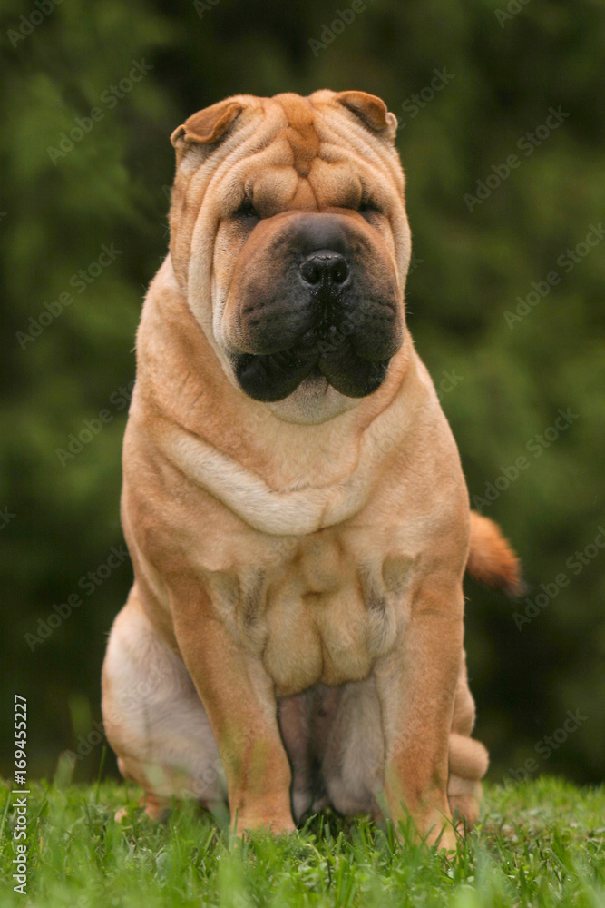 Obraz premium Shar Pei Dog