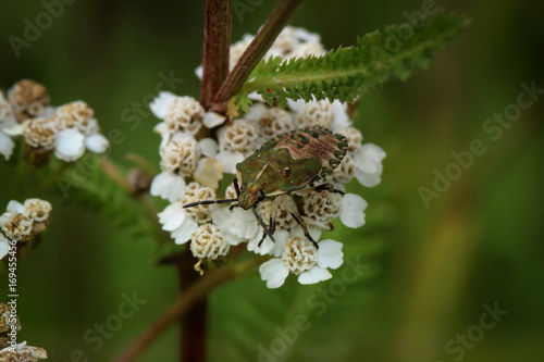 Schnabelkerfe, Wanze, Insekt, Natur  photo