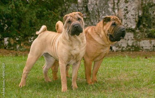 Obraz na plátne Shar Pei Dogs