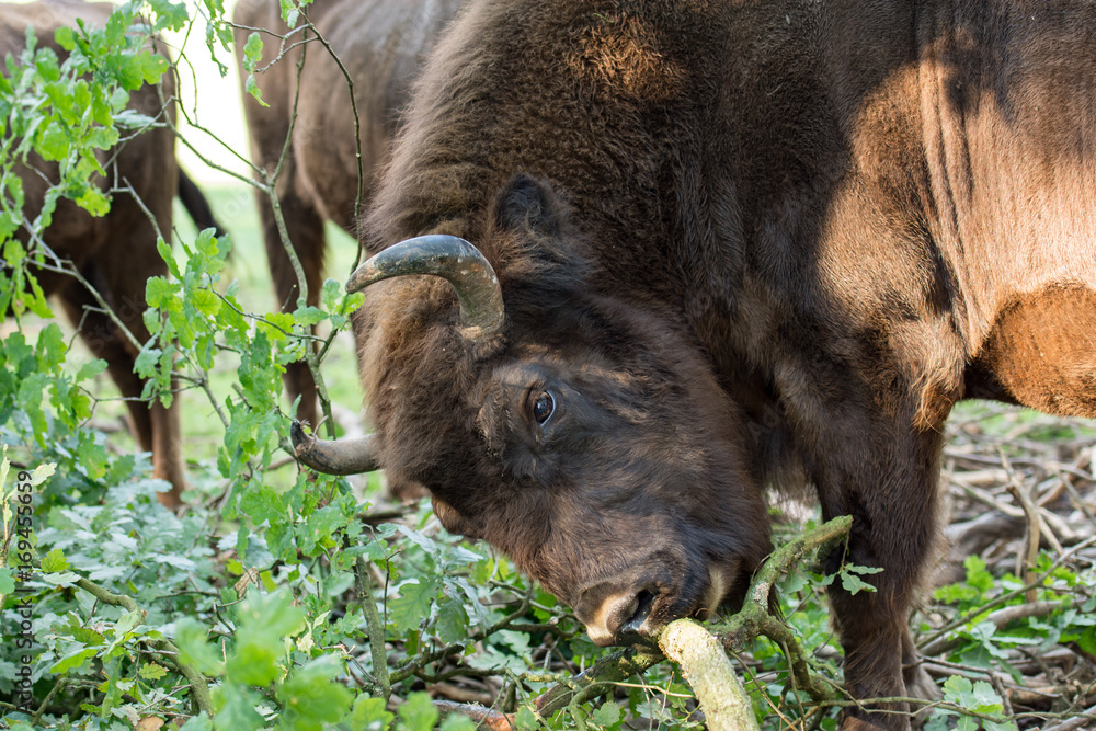Fototapeta premium Bison d'Europe