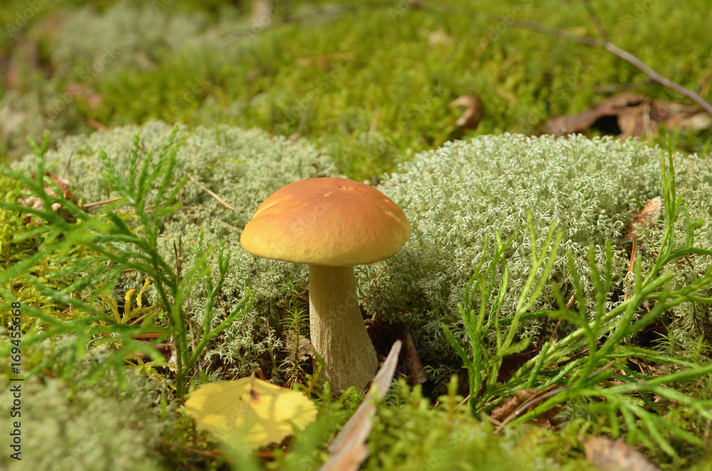 White mushroom in the grass, moss, leaves, sunlight. White mushroom in the grass, moss, leaves, sunlight.