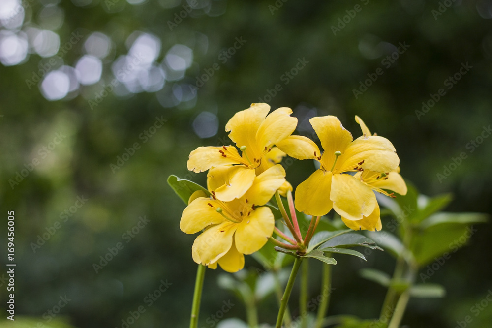 Fototapeta premium Close up of yellow flowers