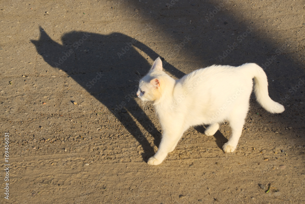 Fototapeta premium Белый кот стоит в позе угрозы.