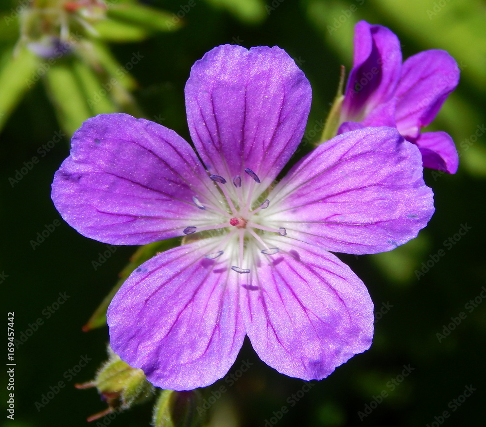 Single violet flower closeup on a background of green leaves Single violet flower closeup on a background of green leaves