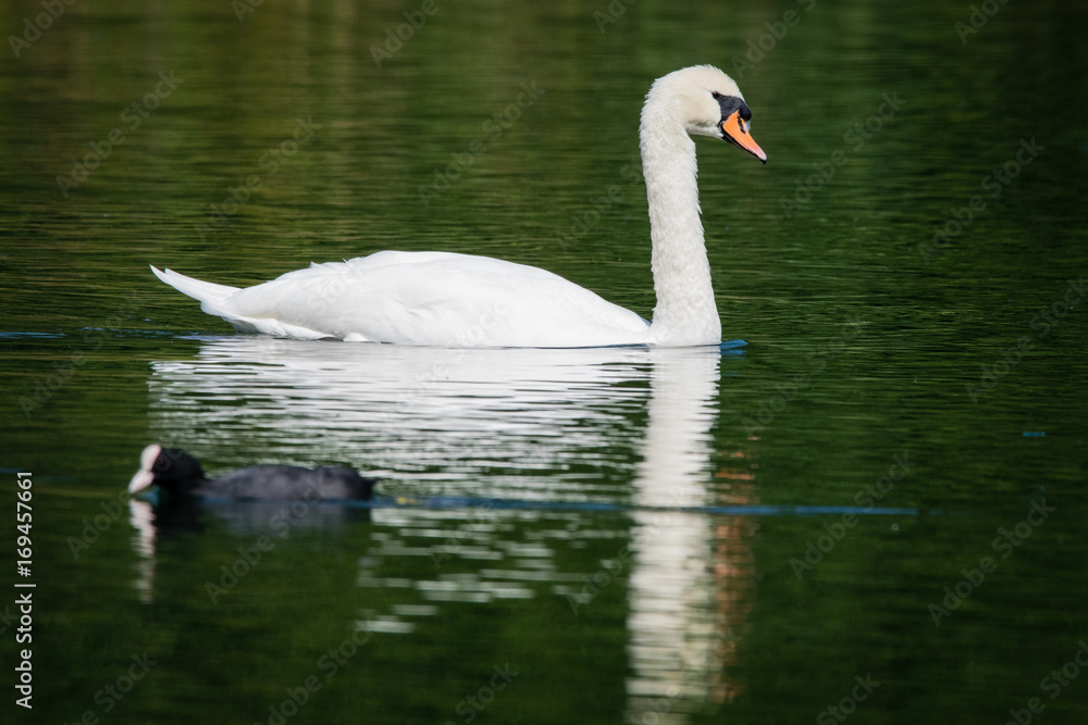 Mute swam swimming on calm still lake with reflection in water Mute swam swimming on calm still lake with reflection in water