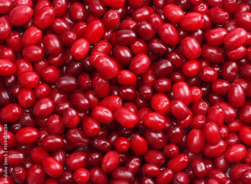 dogwood berries texture. top view. full screen dogwood berries texture. top view. full screen