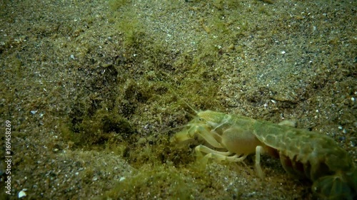 Sea cliff (Upogebia pusilla) - a species of crustaceans of the superfamily kalianasov. The species is listed in the Red Data Book of Ukraine. photo