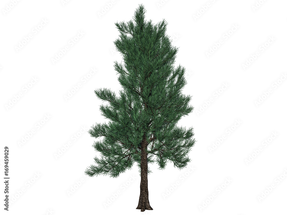 3d rendering of a foreground tree branch isolated on white background 3d rendering of a foreground tree branch isolated on white background