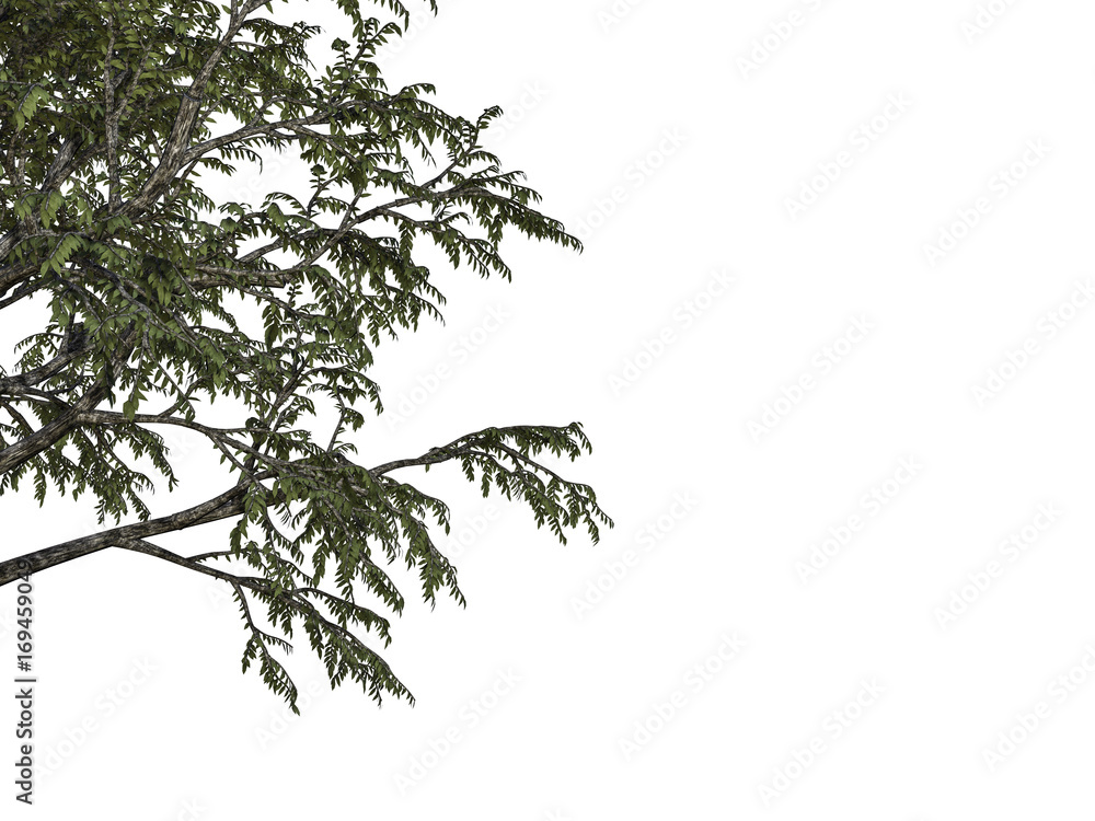 Fototapeta 3d rendering of a foreground tree branch isolated on white background
