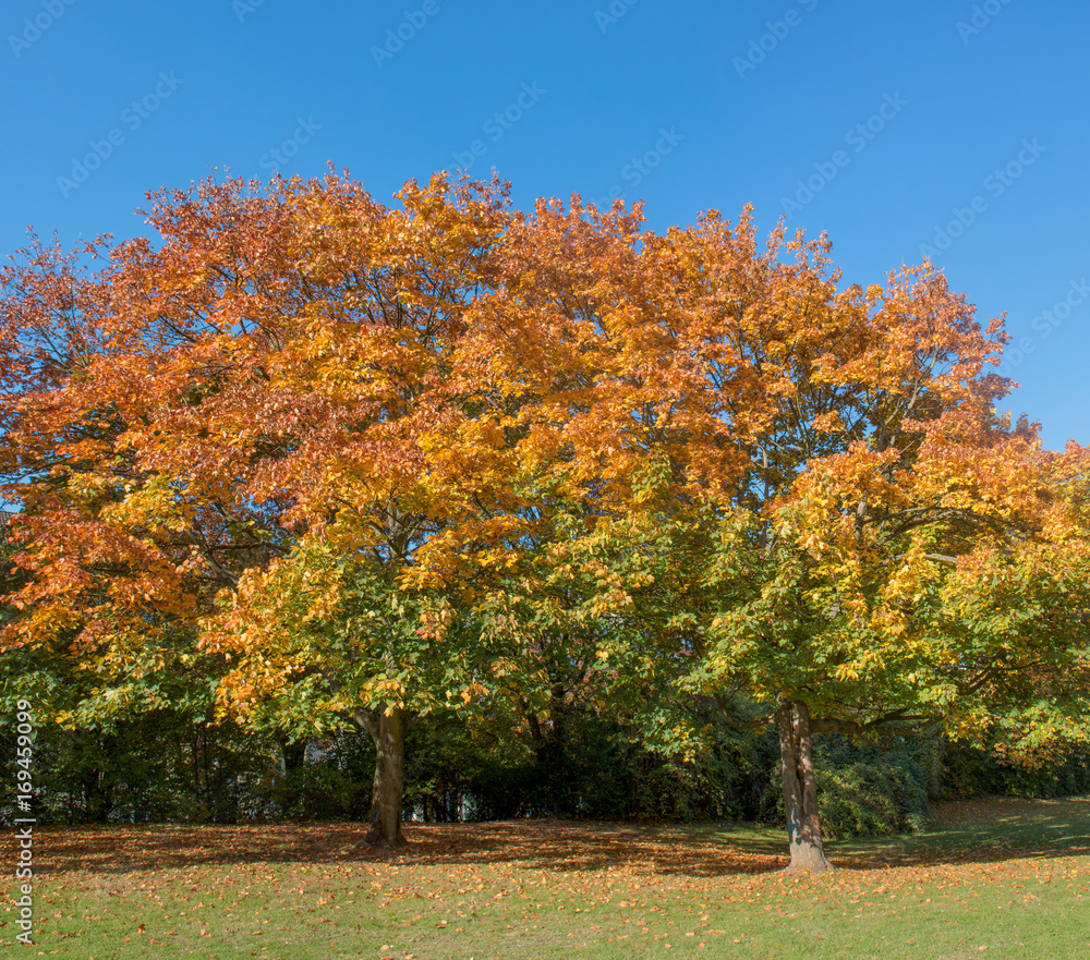 Naklejka premium Herbstliche Bäume