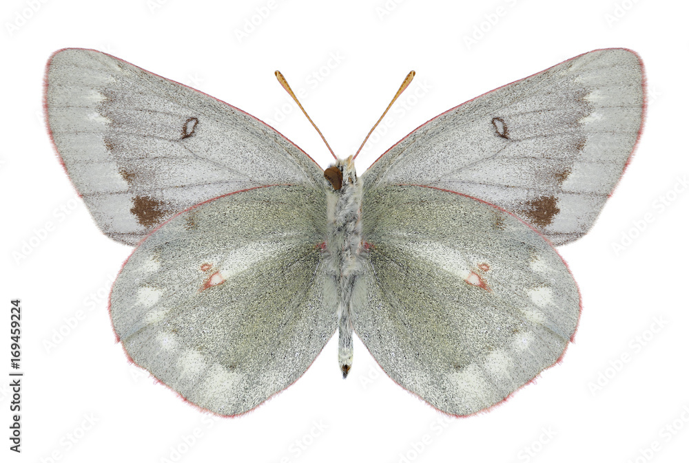 Fototapeta premium Butterfly Colias nastes jacutica (underside) on a white background