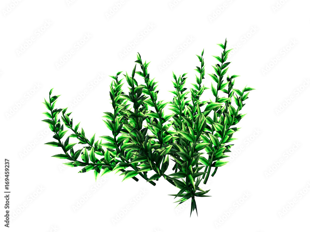 Obraz premium 3d rendering of flower bush isolated on white can be used for foreground design