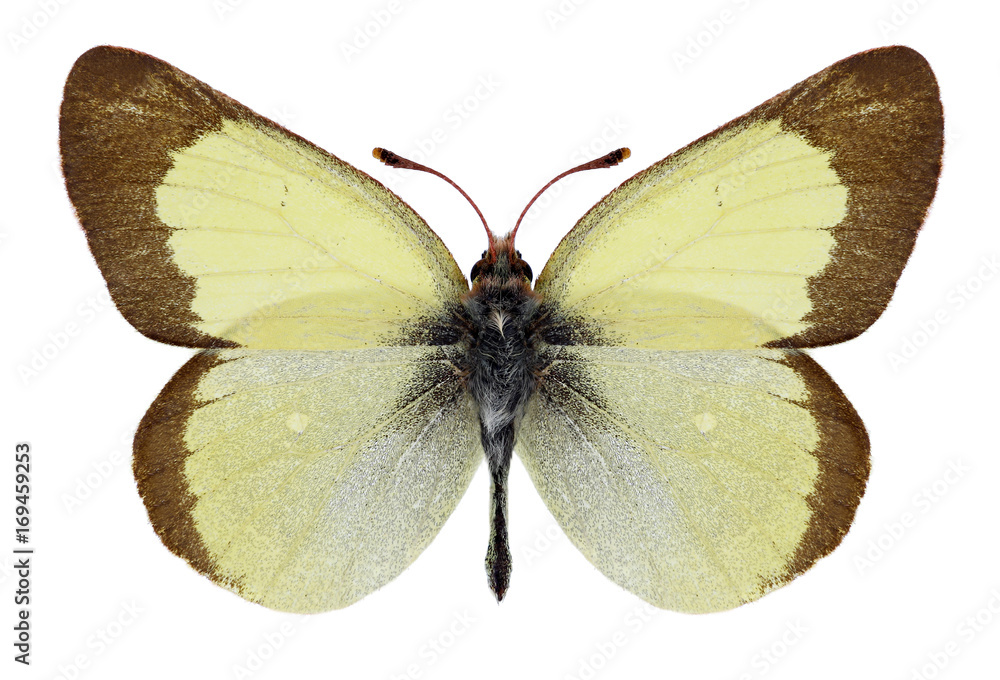 Butterfly Colias chippewa on a white background Butterfly Colias chippewa on a white background