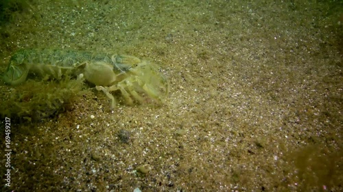 Sea cliff (Upogebia pusilla) - a species of crustaceans of the superfamily kalianasov. The species is listed in the Red Data Book of Ukraine. photo