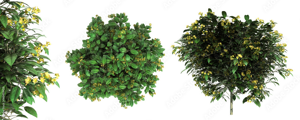 3d rendering of a foreground flower branch isolated on white 3d rendering of a foreground flower branch isolated on white