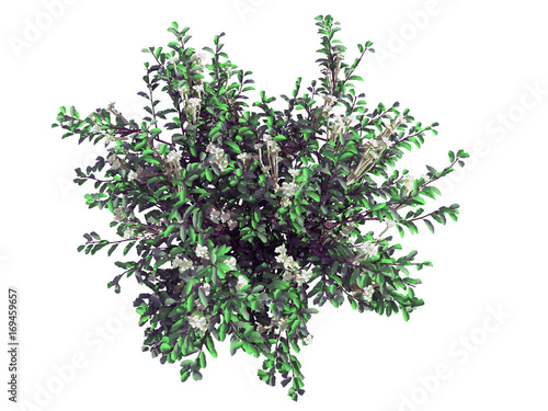 3d rendering of a realistic green top view tree isolated on white