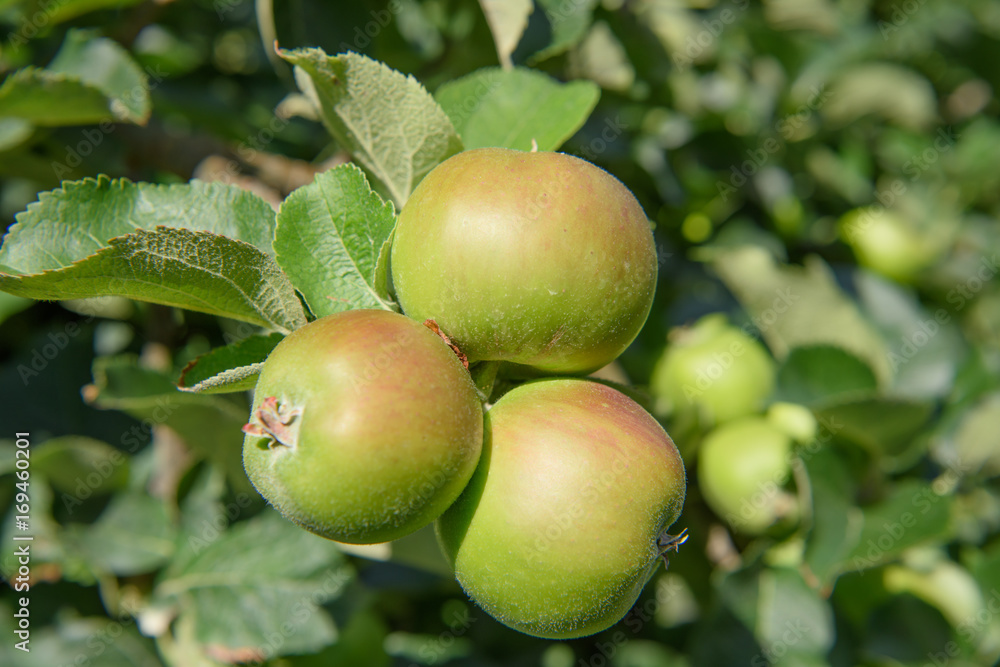 Bramley apples growing on apple trees in an orchard in County Armagh Bramley apples growing on apple trees in an orchard in County Armagh