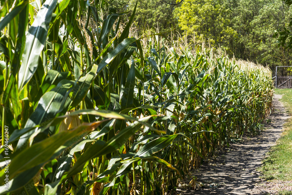 Fototapeta premium A path along a green cornfield