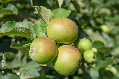 Bramley apples growing on apple trees in an orchard in County Armagh