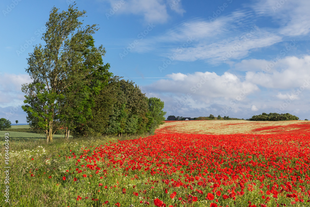 Mohnfeld mit Klatschmohn (Papaver rhoeas) und Echter Kamille (Matricaria chamomilla) bei Heiligenhafen in Schleswig-Holstein Mohnfeld mit Klatschmohn (Papaver rhoeas) und Echter Kamille (Matricaria chamomilla) bei Heiligenhafen in Schleswig-Holstein
