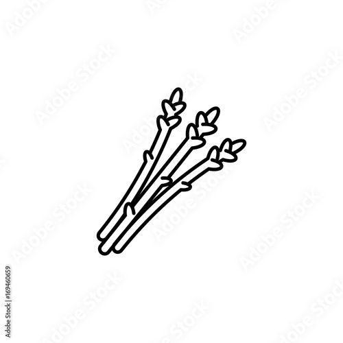 Asparagus thin line vector icon. Vegan natural bio vegetable pictogram. Asparagus simple organic food linear sign.
