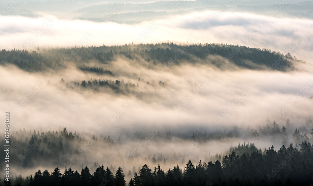 Misty forest