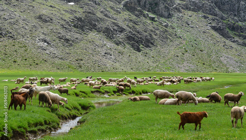 small livestock sector in the spring