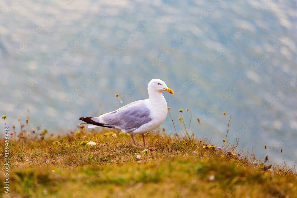 Closeup of seagull on rock on Alabaster coast of Etretat, France