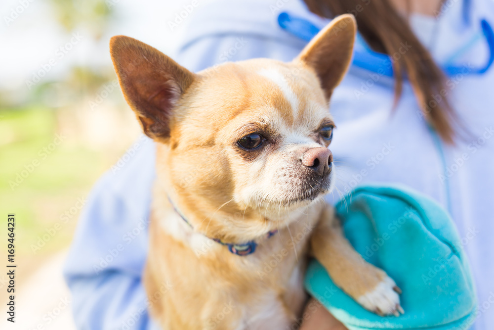 Portrait of cute chihuahua dog in outdoors