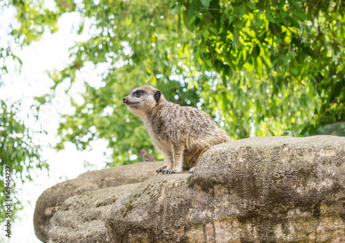 En Surikat på vakt på en Klippa inne på Skansen photo