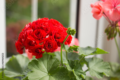 Fototapeta Naklejka Na Ścianę i Meble -  Closeup of Flower of Red Rosebud Pelargonium