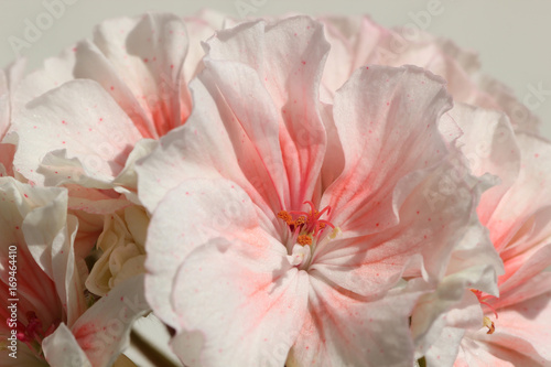 Fototapeta Naklejka Na Ścianę i Meble -  Closeup of Double Zonal Pelargonium. White Flower, Speckled with Red