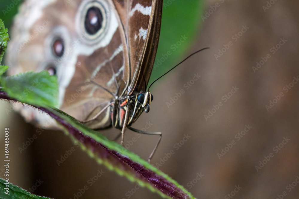 Obraz premium butterfly close up