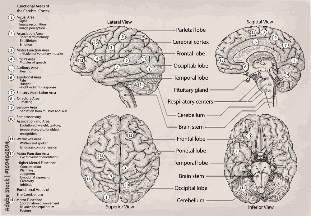 An intricate diagram showcasing the anatomy of the human brain on Craiyon