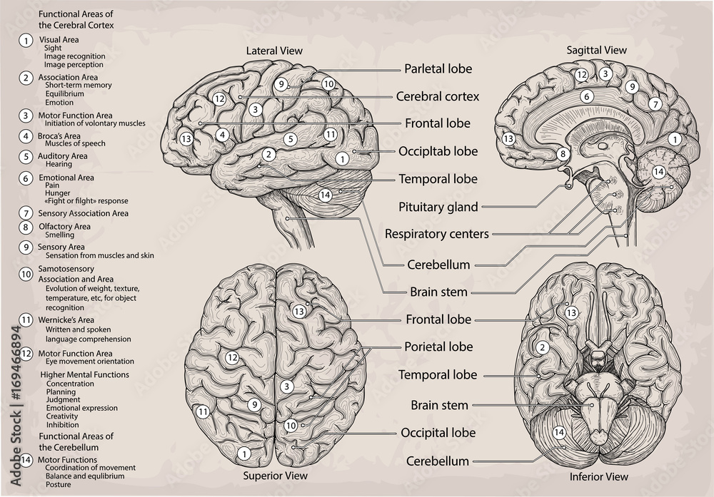 Anatomical Diagram Of Human Brain Medicine Vector Illustration Poster 