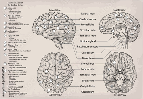 Anatomical diagram of human Brain. Medicine, Vector illustration poster. Anatomy Medical study info graphics banner for education. Functional areas of cerebral cortex, named lobe parts