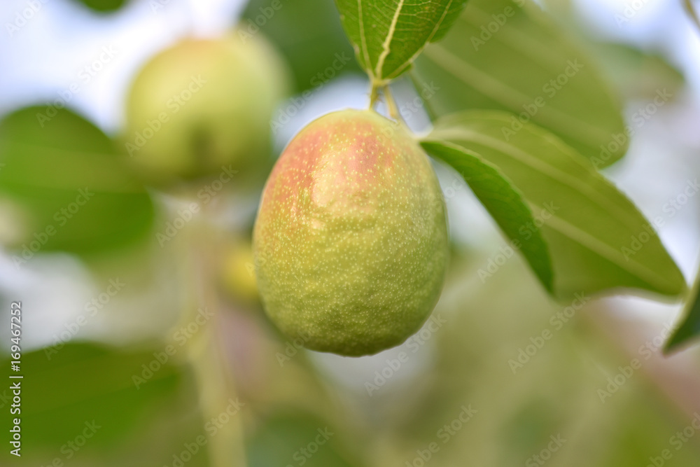 Jojoba green plant