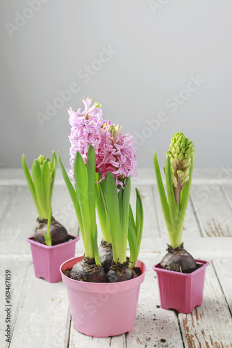 Hyacinth flowers on wood