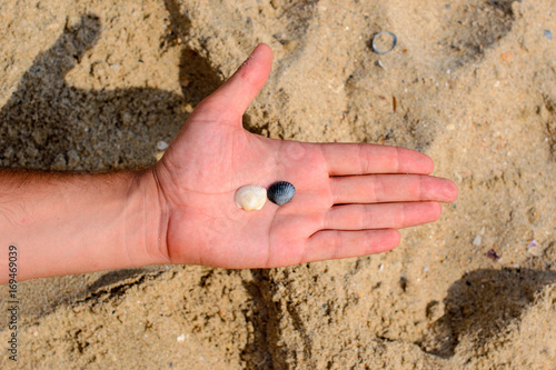 A hand with shells on the background of a sandy beach