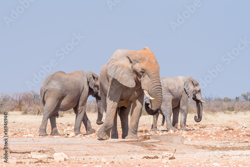 Three african elephants at the Rateldraf waterhole