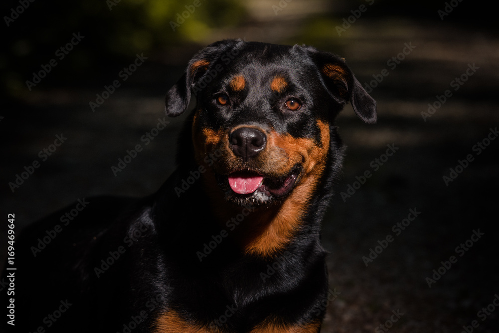 rottweiler - portrait